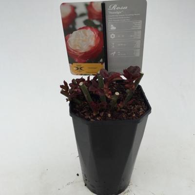 Struikroos Rosa Nostalgie Arie Bouman - Arie bouman Struikroos Rosa Nostalgie Arie Bouman - Arie bouman