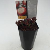 Struikroos Rosa Nostalgie Arie Bouman - Arie bouman - thumbnail