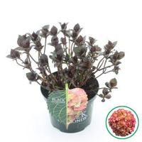 Hydrangea Macrophylla "Black Diamond® Red Angel"® boerenhortensia - 30-40 cm - 1 stuks - thumbnail