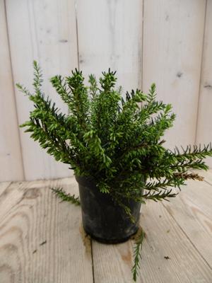 3 stuks! Winterheide wit Erica Warentuin Natuurlijk - Warentuin natuurlijk