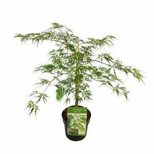 Japanse esdoorn (Acer palmatum "Dissectum") heester - 40-50 cm - 1 stuks Japanse esdoorn (Acer palmatum "Dissectum") heester - 40-50 cm - 1 stuks