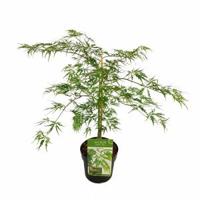 Japanse esdoorn (Acer palmatum "Dissectum") heester - 40-50 cm - 1 stuks - thumbnail