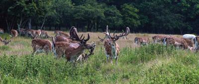 Herten bos 130x50cm Tuinschilderij Customize-it - Customize it