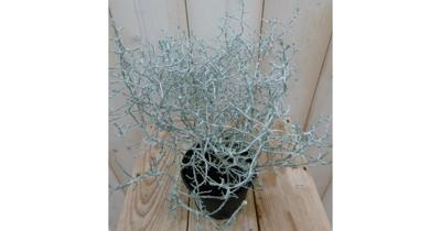 3 stuks! Zilverstruik zilverblad Calocephalus Warentuin Natuurlijk - Warentuin natuurlijk