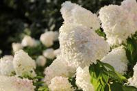 Laag blijvende Pluimhortensia - thumbnail