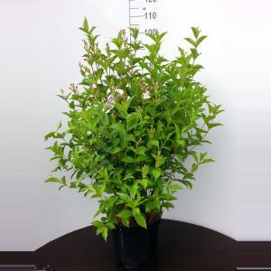 Weigela Florida struik Pink Princess - 80 - 90 cm - 5 stuks