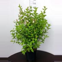 Weigela Florida struik Pink Princess - 80 - 90 cm - 5 stuks - thumbnail