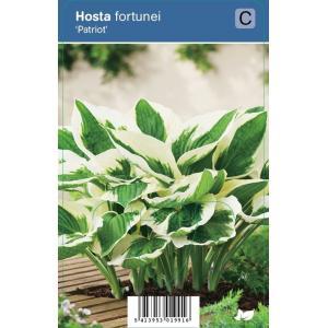 Hartlelie (hosta fortunei "Patriot") schaduwplant - 12 stuks