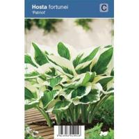 Hartlelie (hosta fortunei "Patriot") schaduwplant - 12 stuks - thumbnail