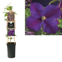 Paarse bosrank (Clematis "Star of India") klimplant - thumbnail