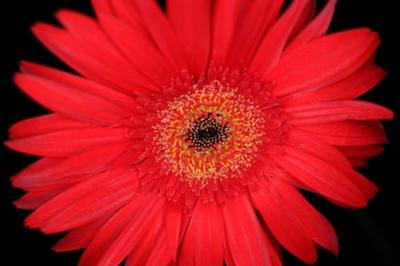 Canon RF 35mm F/1.8 IS Macro STM