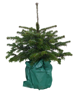 Kerstboom Warentuin Picea Pungens 40 - 60 cm Warentuin Natuurlijk - Warentuin natuurlijk