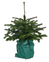 Kerstboom Warentuin Picea Pungens 40 - 60 cm Warentuin Natuurlijk - Warentuin natuurlijk - thumbnail