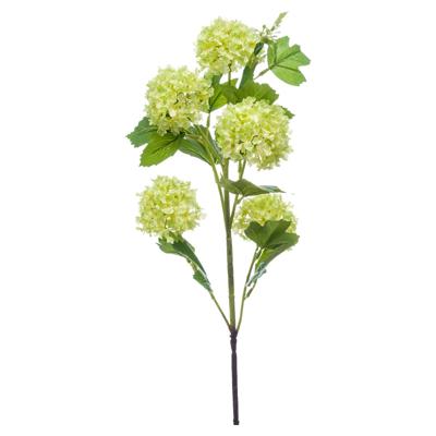 Viburnum