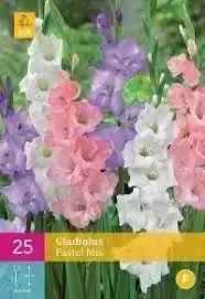 Bloembollen Gladiolus Pastel Mix 25st