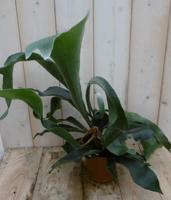 Hertshoornvaren kamerplant Platycerium Warentuin Natuurlijk - Warentuin natuurlijk - thumbnail