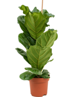 Ficus lyrata M kamerplant - thumbnail