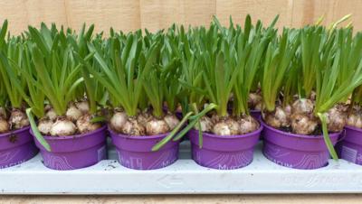 Blauwe Druifjes 18 stuks in kleine potjes kleur blauw Warentuin Natuurlijk - Warentuin natuurlijk