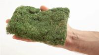 NOCH 7310 Struik Groen (gemiddeld) - thumbnail