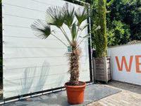 Palmboom - Trachycarpus Wagnerianus - thumbnail