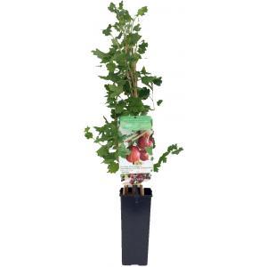 Rode kruisbes (ribes uva crispa "Captivator") fruitplanten - In 2 liter pot - 1 stuks