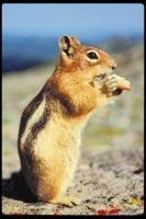 Animal Essences Chipmunk (gestreepte eekhoorn) 30 Milliliter - thumbnail