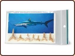 Fossiele Haaientanden (6 a 7 tanden - 10 tot 15 mm)