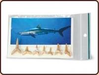 Fossiele Haaientanden (6 a 7 tanden - 10 tot 15 mm) - thumbnail