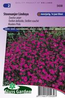 Dianthus Deltoides Erectus zaden Lindoya Anjer - thumbnail