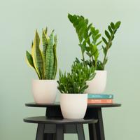 Groene Krachtpatsers incl. bio pot - 3 stuks - thumbnail