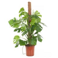 Monstera (Gatenplant) P 27 cm - thumbnail