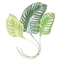 Wanddecoratie Groene Bladeren - thumbnail