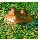 Animal Essences Frog (kikker) 30 Milliliter Animal Essences Frog (kikker) 30 Milliliter