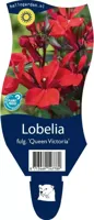 Lobelia fulgens Queen Victoria vaste plant Griffioen - Griffioen - thumbnail