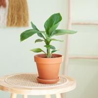 Bananenplant - Musa Tropicana - P12 - thumbnail