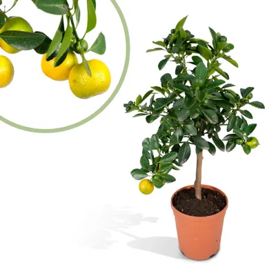 Citrus Calamondin - Citrusboompje - P15 Citrus Calamondin - Citrusboompje - P15