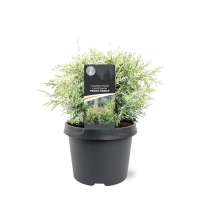 Chamaecyparis law. Pearly Swirls 25-30 cm Conifeer Californische cipres Warentuin Natuurlijk - Warentuin natuurlijk