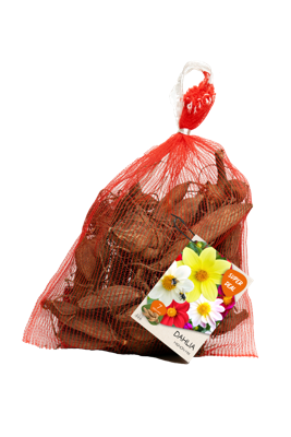 Dahlia mignon mixed 7 stuks in netlon bloembollen Baltus - Baltus