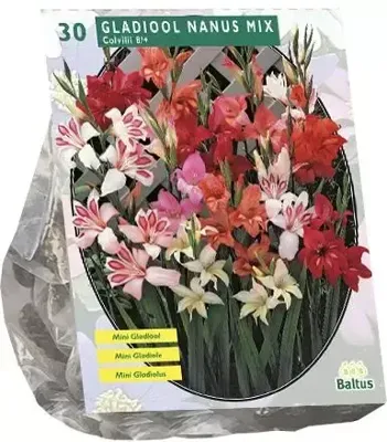 Zomer Bloembollen Gladiolus Nanus per 30 - Baltus