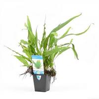 Microsorum pteropus - aquarium plant - thumbnail