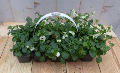 Bosviolen Violen wit 6 stuks in tasje Viola Warentuin Natuurlijk - Warentuin natuurlijk