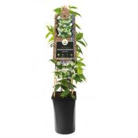 Toscaanse Jasmijn Trachelospermum Jasminoides 120 cm klimplant - thumbnail