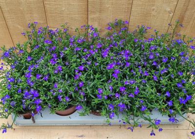 Lobelia 10 potjes per tray blauw Warentuin Natuurlijk - Warentuin natuurlijk