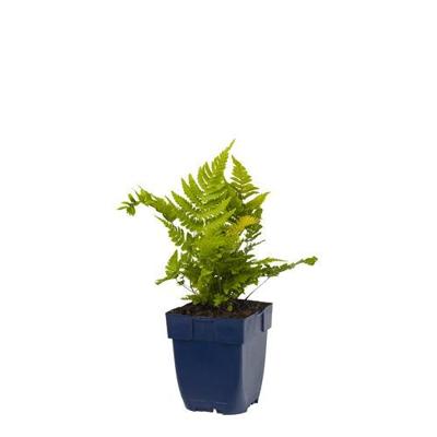 Dryopteris erythrosora vaste plant Griffioen - Griffioen Dryopteris erythrosora vaste plant Griffioen - Griffioen