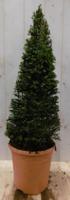 Taxus 80 cm Warentuin Natuurlijk - Warentuin natuurlijk - thumbnail