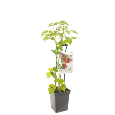 Herfstframboos (rubus idaeus "Autumn Bliss") fruitplanten - In 5 liter pot - 1 stuks Herfstframboos (rubus idaeus "Autumn Bliss") fruitplanten - In 5 liter pot - 1 stuks