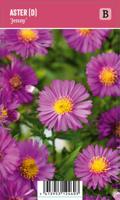 Vips Aster (D) Jenny - Herfstaster - thumbnail