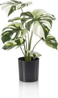 Monstera bush x9 in pot 40 cm Emerald - Emerald - thumbnail