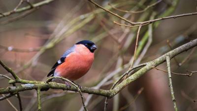 Goudvink man 130x70cm Tuinschilderij Customize-it - Customize it