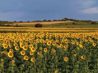 Tuinschilderij zonneblmn veld 70x50 Customize-IT - Customize it